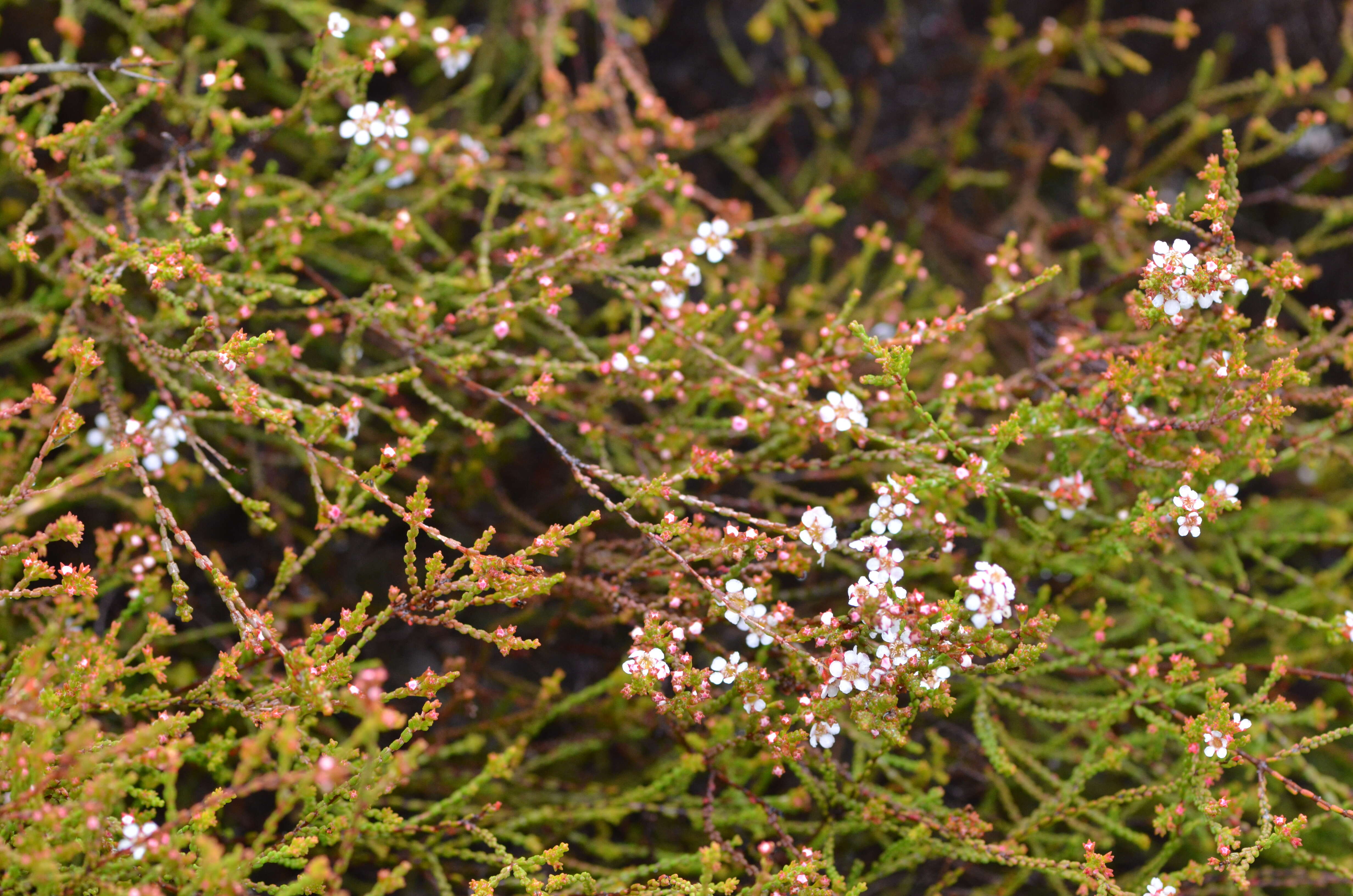 Image of Baeckea brevifolia (Rudge) DC.