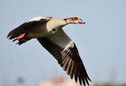 Image of Egyptian Goose