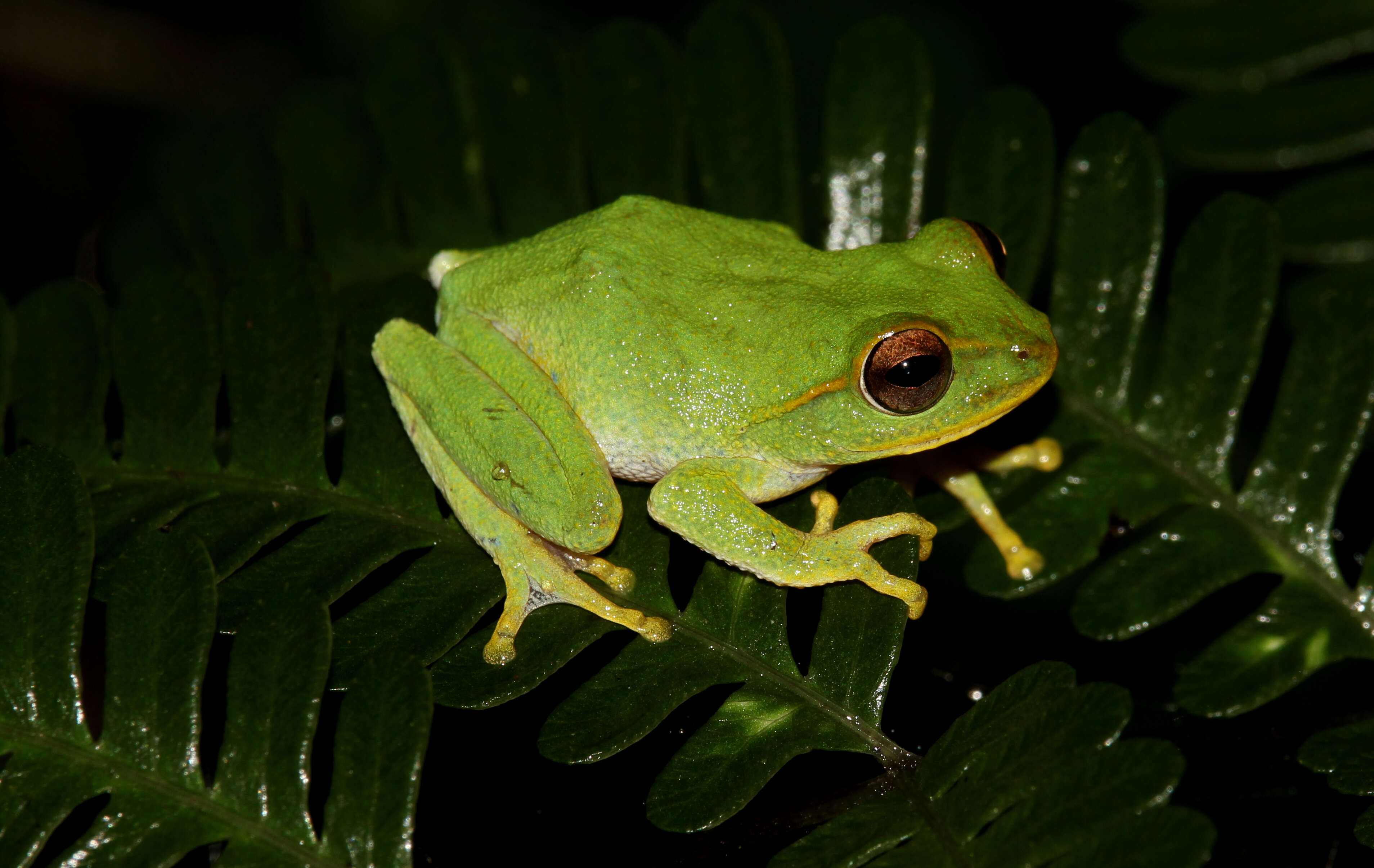 Imagem de Pseudophilautus stuarti (Meegaskumbura & Manamendra-Arachchi 2005)