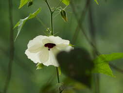 Hibiscus vitifolius L.的圖片