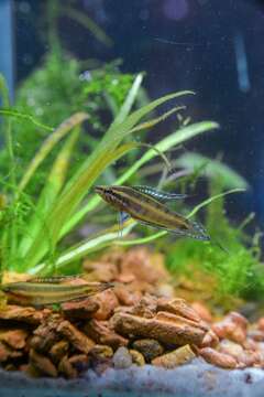 Image of Licorice gourami