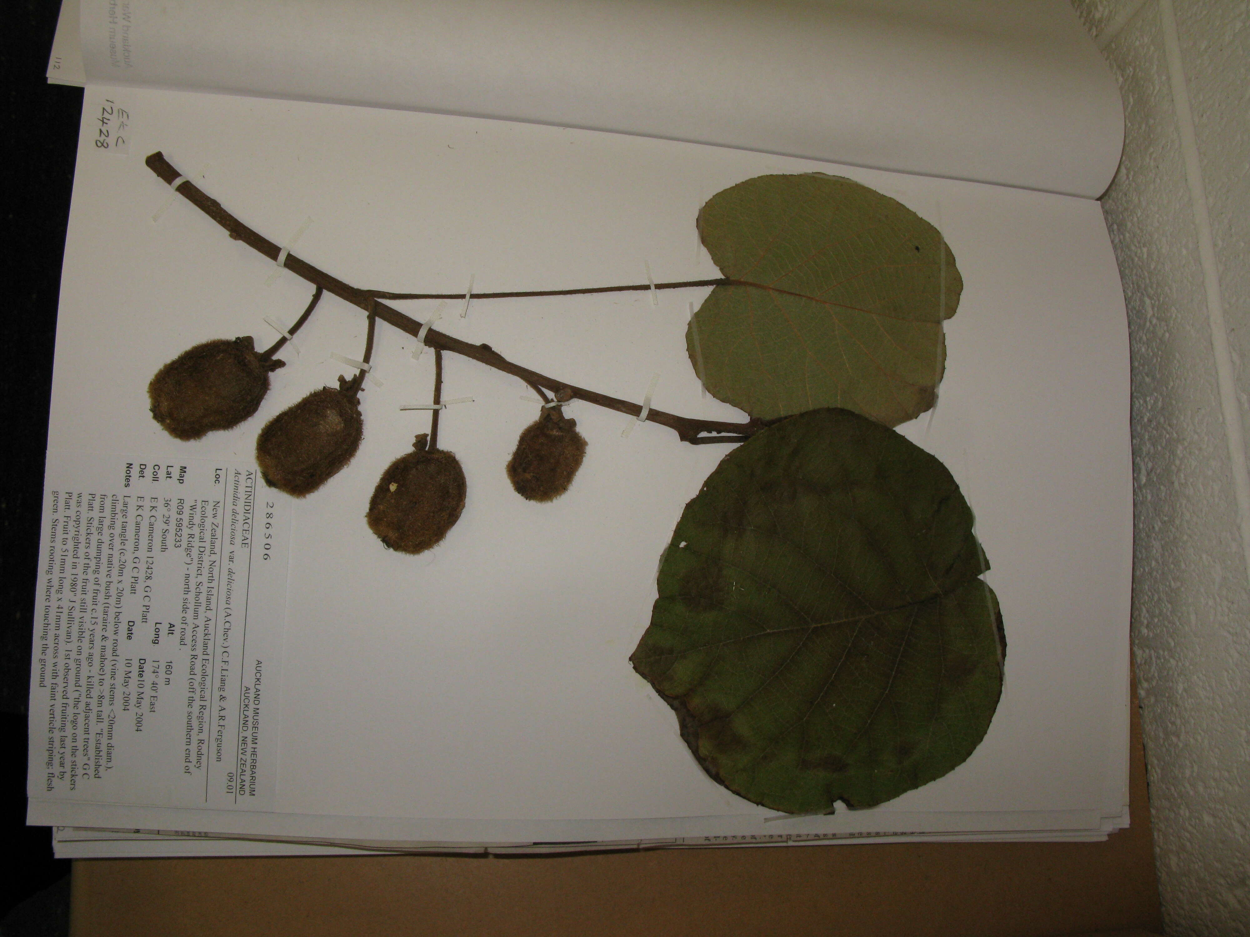 Image de Actinidia chinensis var. hispida C. F. Liang