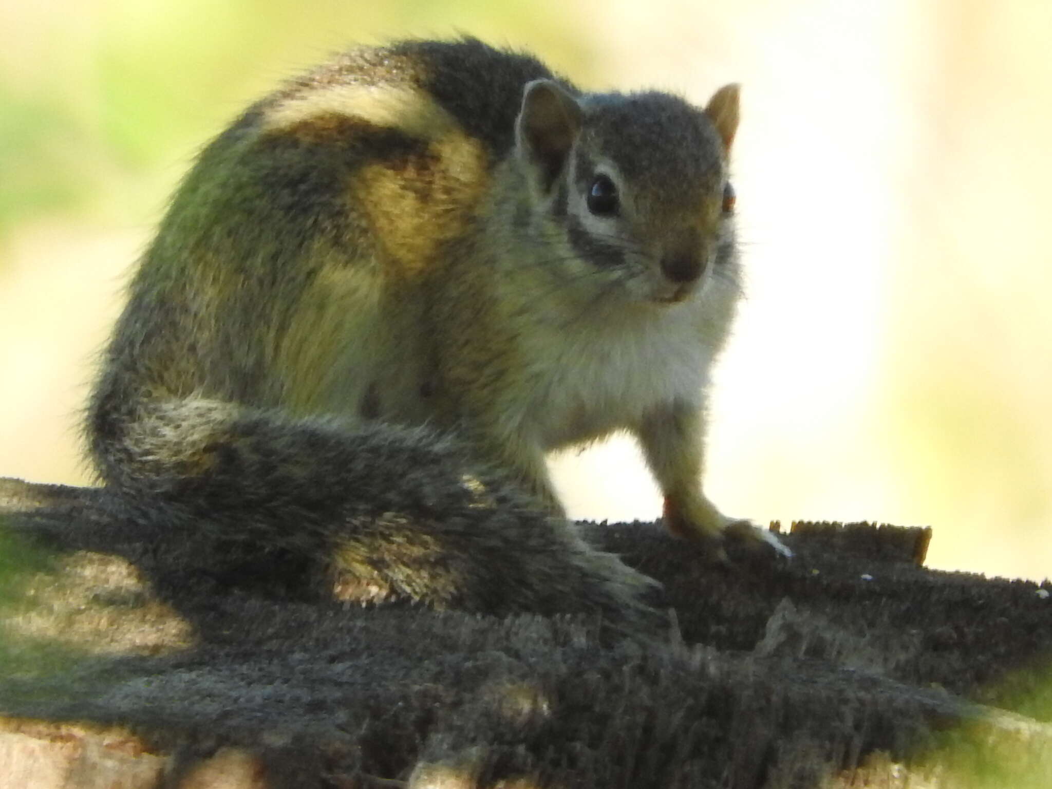 Image of Striped Bush Squirrel