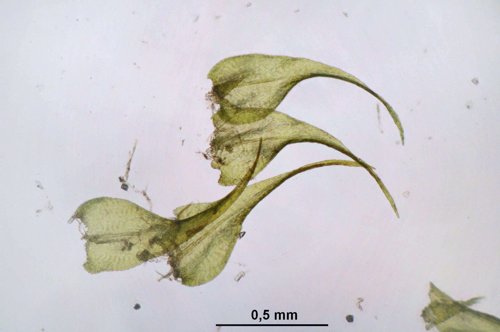 Image de Campylium chrysophyllum J. M. Lange 1887