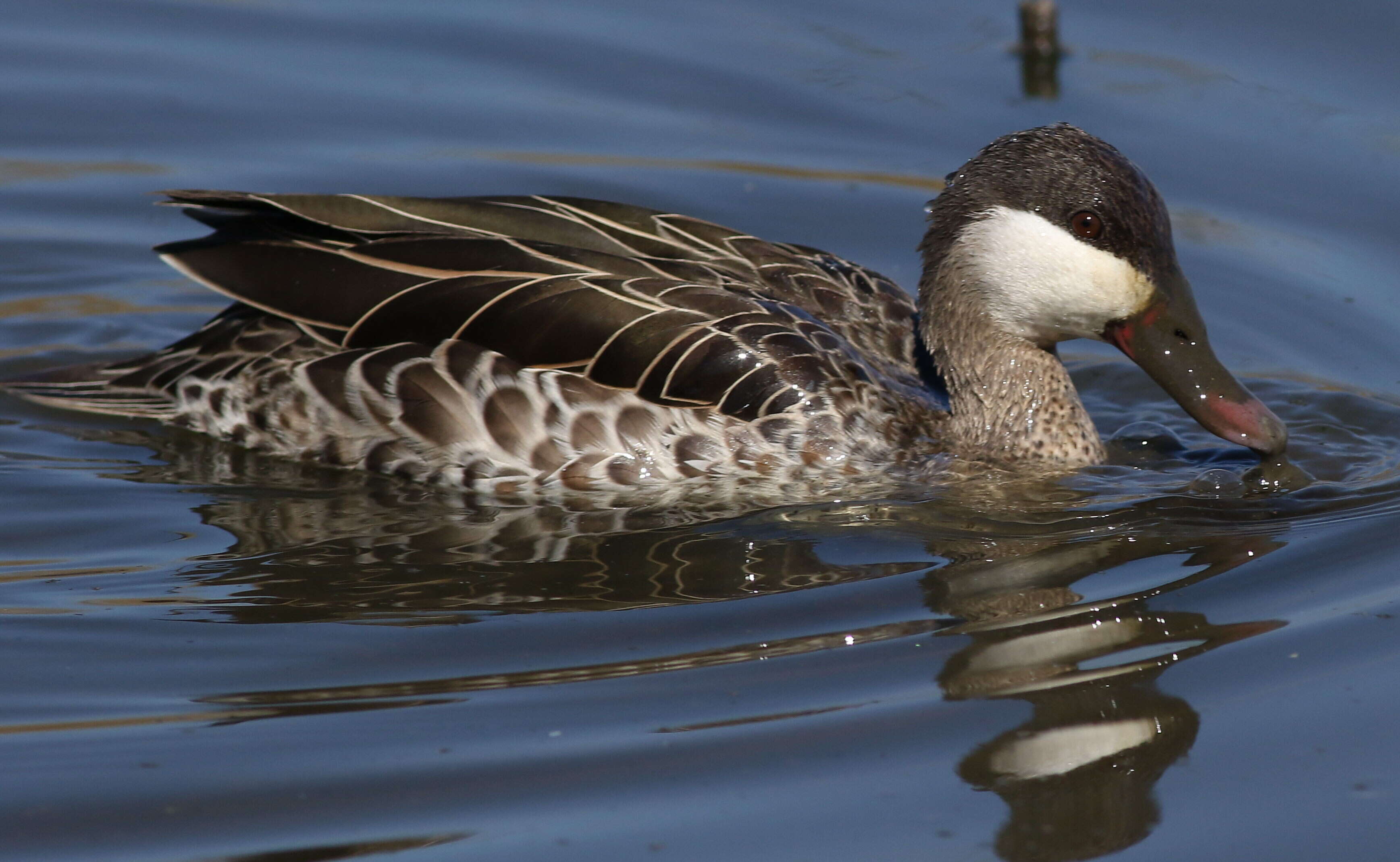 Image of Red-billed Teal