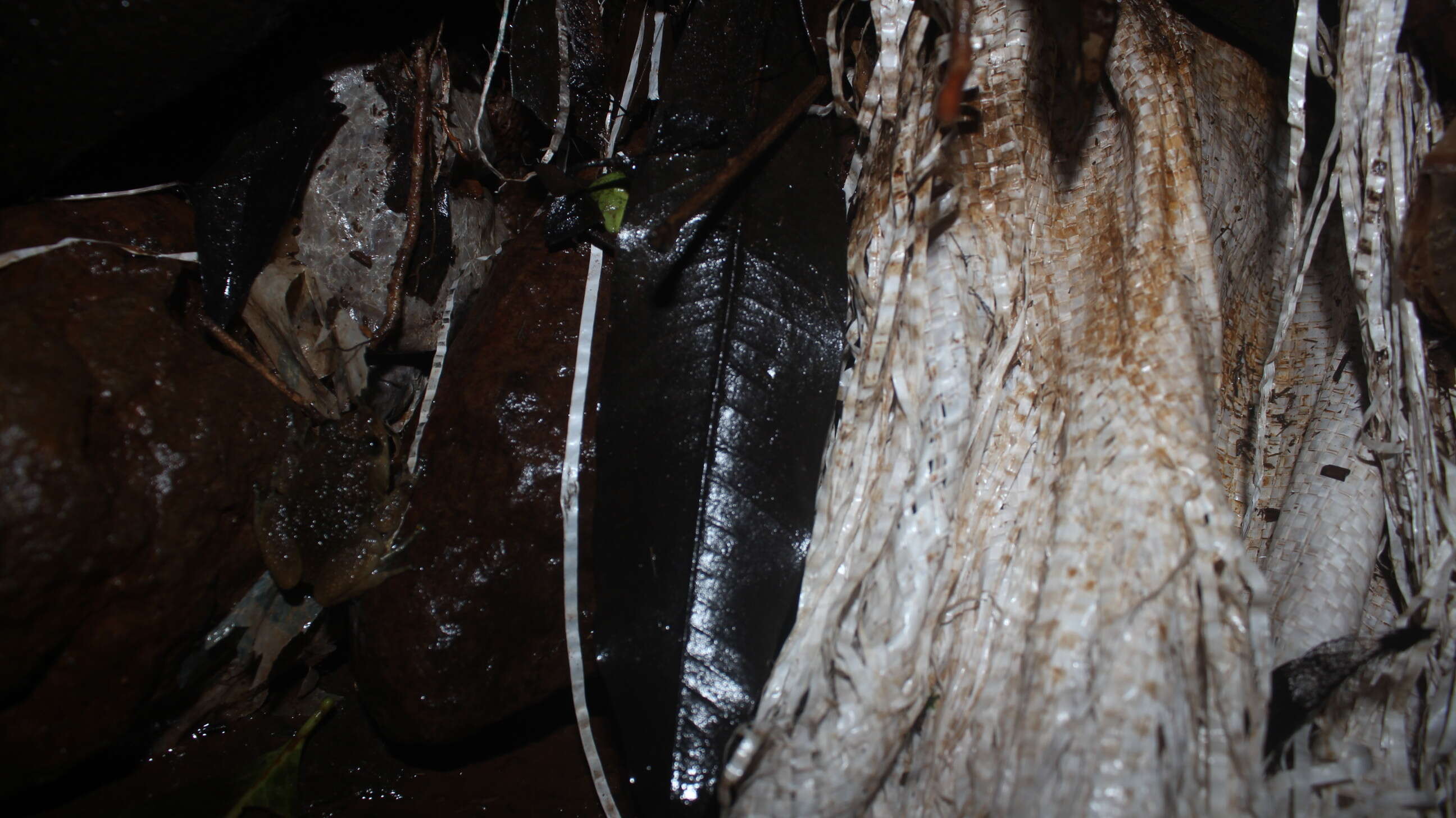 Image of Bombay night frog