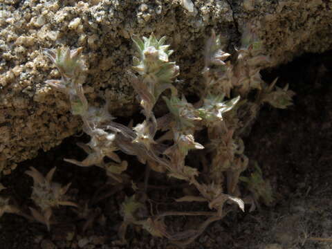 Image of California cottonrose