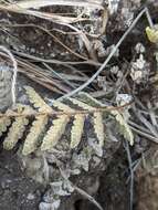 Image of Eaton's lipfern