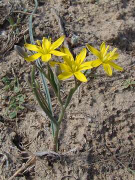 Image of Gagea altaica Schischk. & Sumnev.