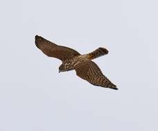 Image of Levant Sparrowhawk