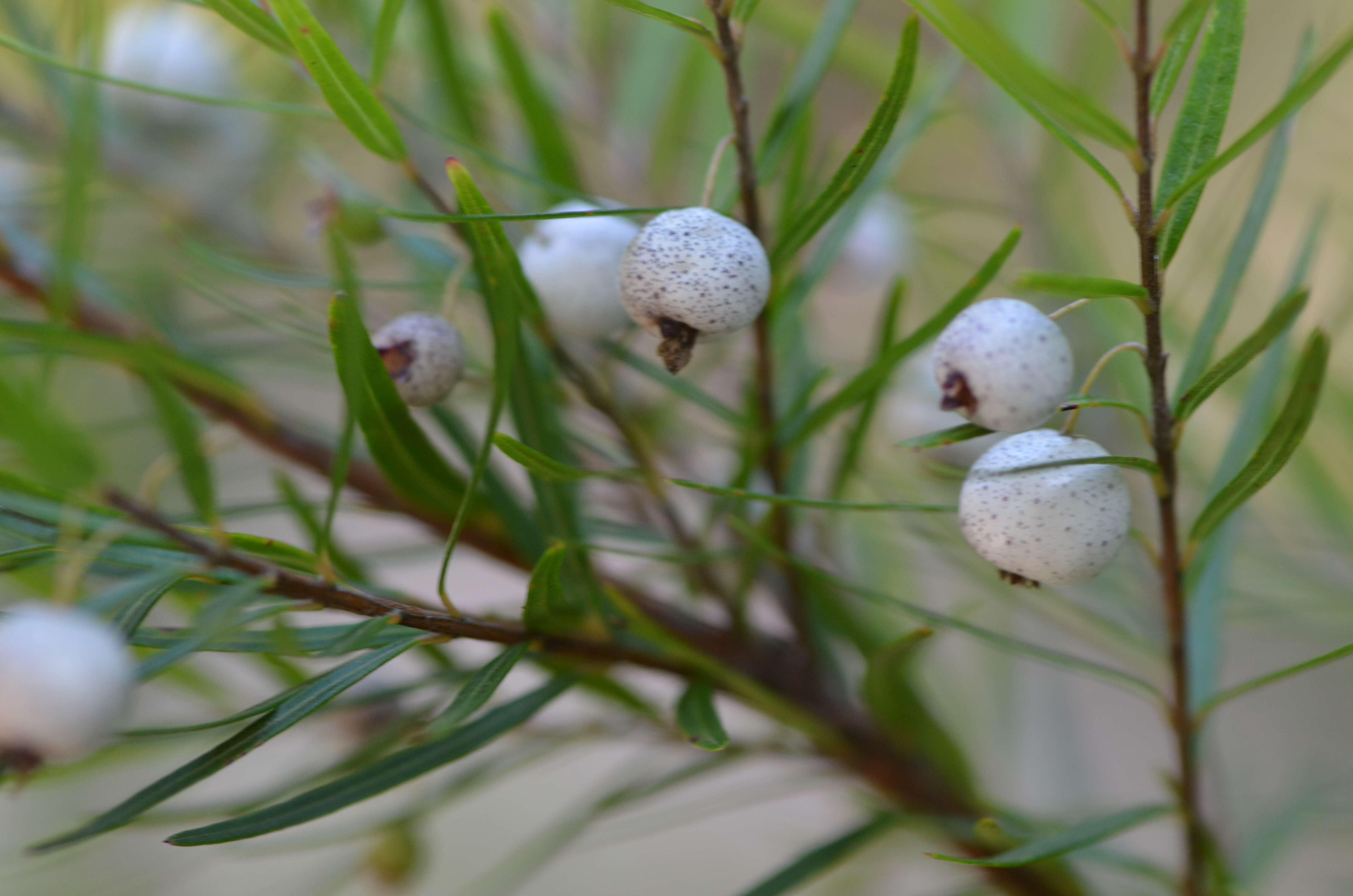 Image of Austromyrtus tenuifolia (Sm.) Burret