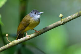 Image of Yellow-bellied Bulbul