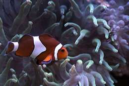 Image of Common clownfish