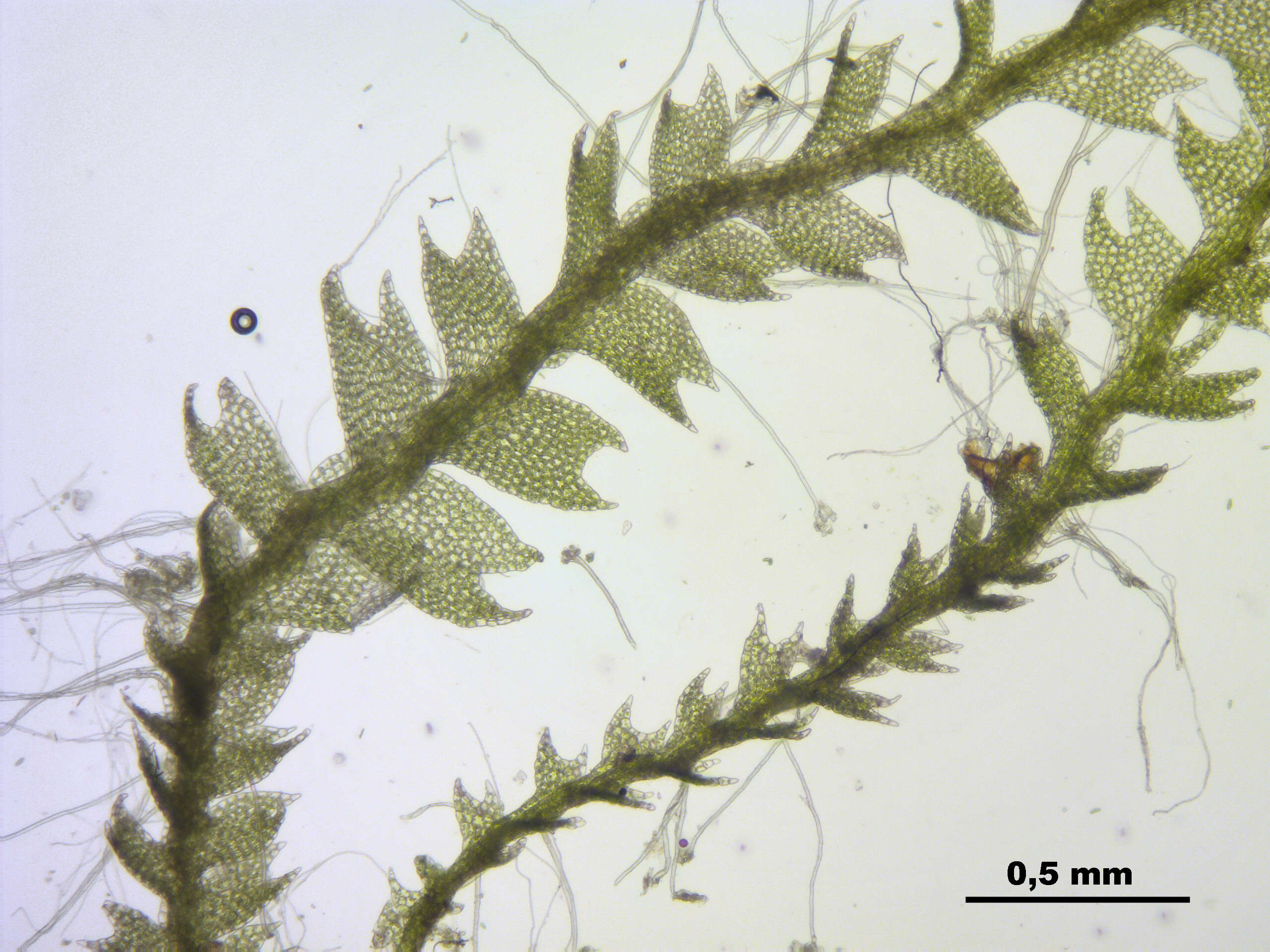 Image of Harpanthus scutatus (F. Weber & D. Mohr) Spruce