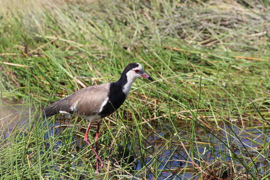 Image of Long-toed Lapwing