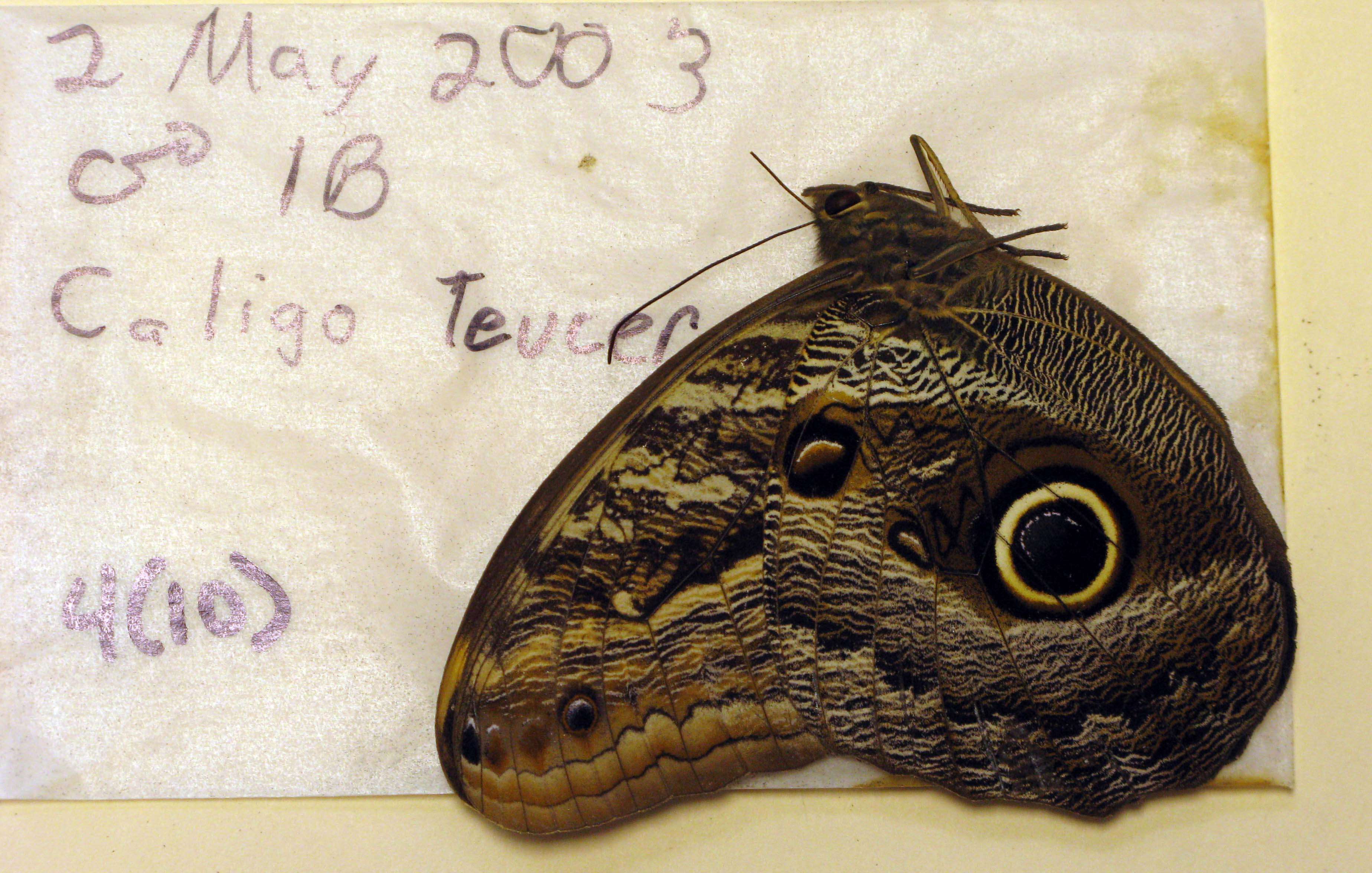 Image of Caligo teucer Linnaeus 1758