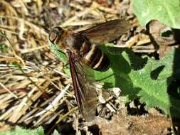 Image of Exoprosopa fasciata Macquart 1840