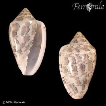 Image of Marginella