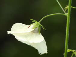 Hibiscus vitifolius L.的圖片