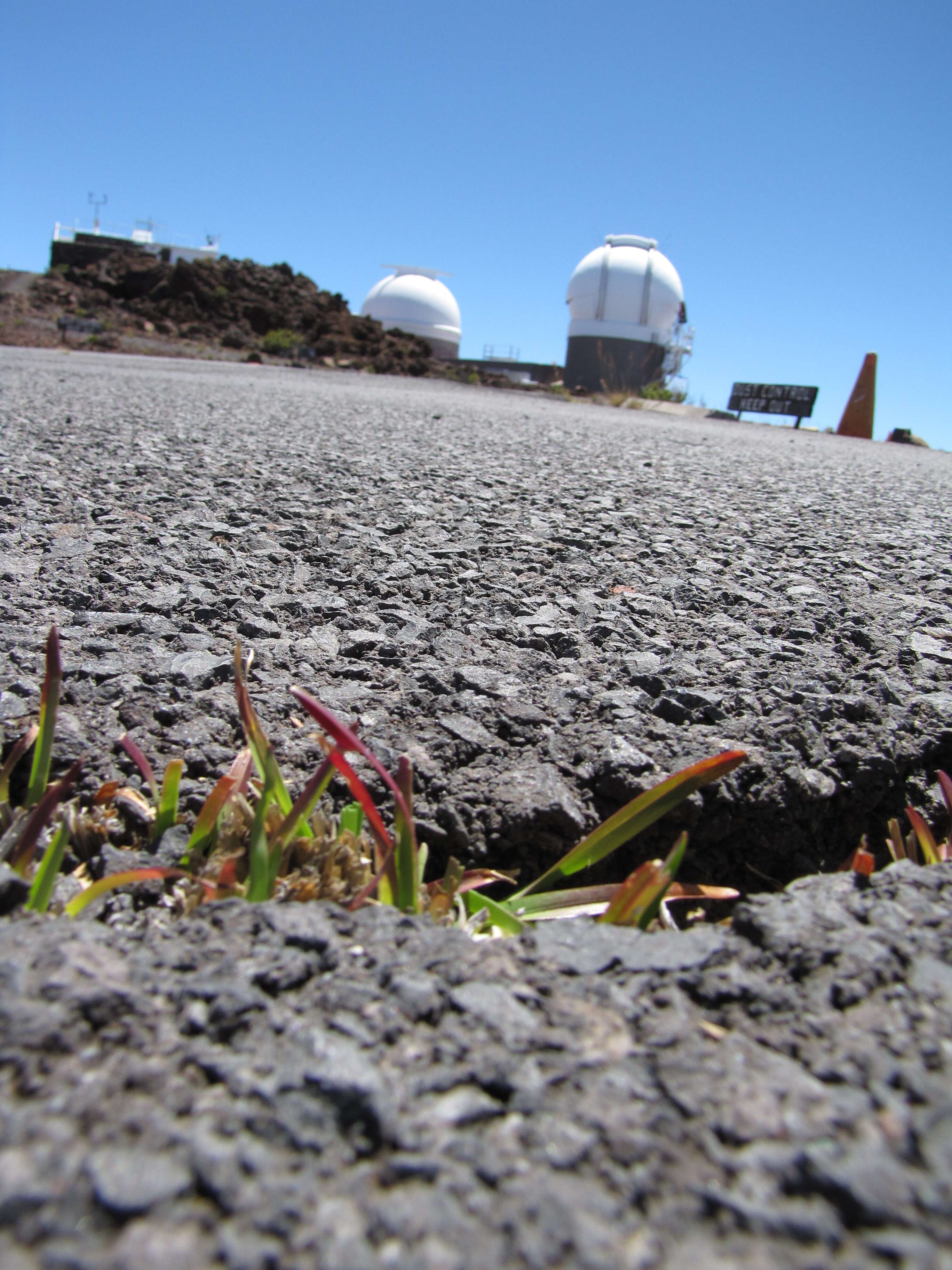 Image of common carpetgrass