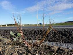 Imagem de Panicum dichotomiflorum Michx.