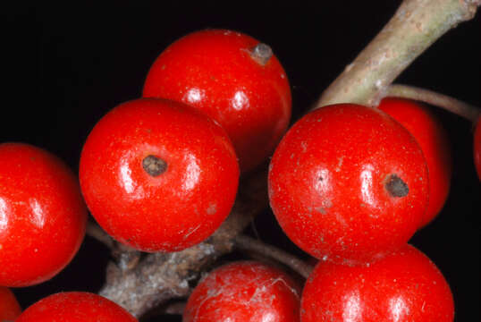 Image of possumhaw