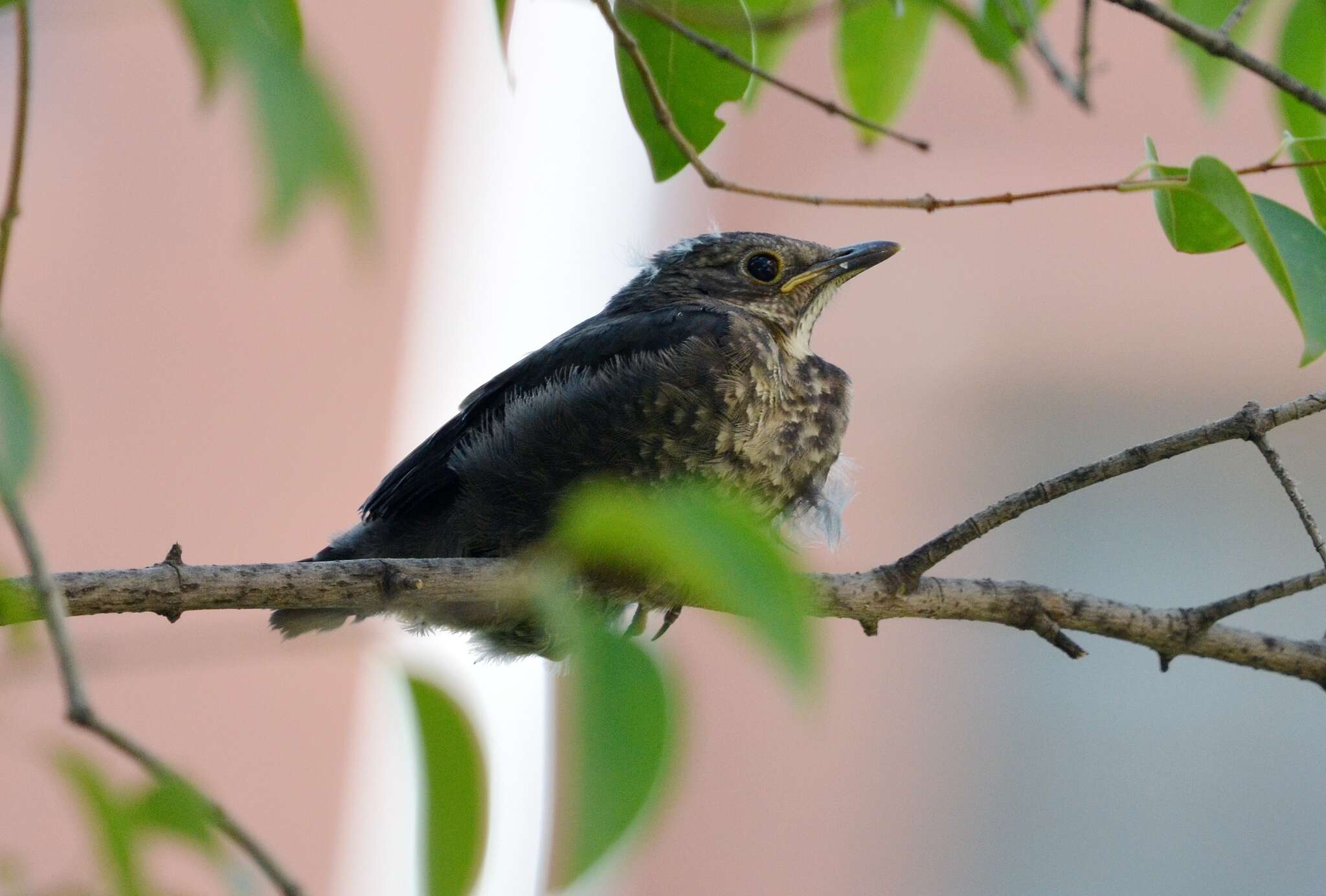 Image of Chinese Blackbird