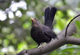 Image of Chinese Blackbird