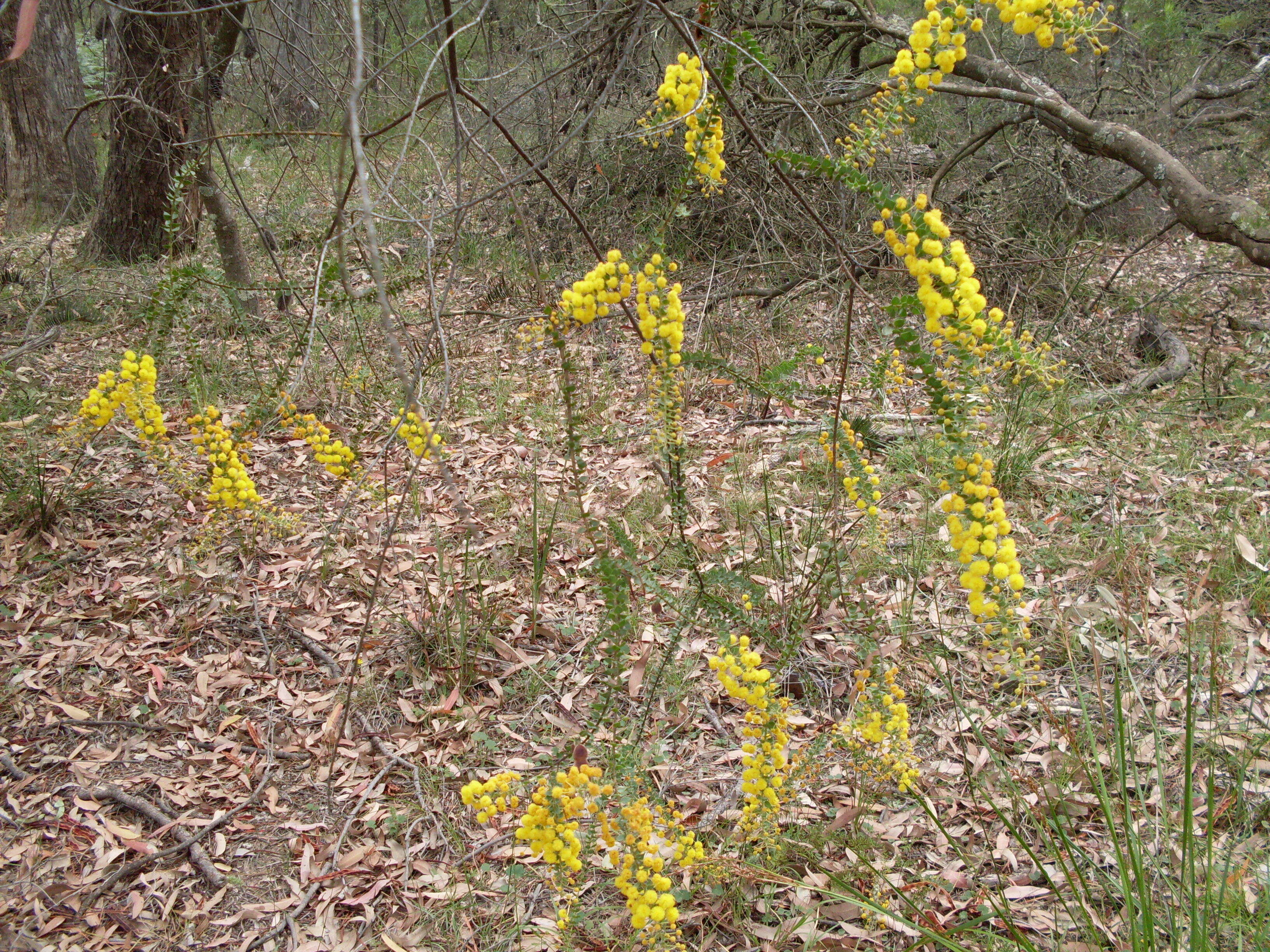 Image of Acacia uncinata Lindl.