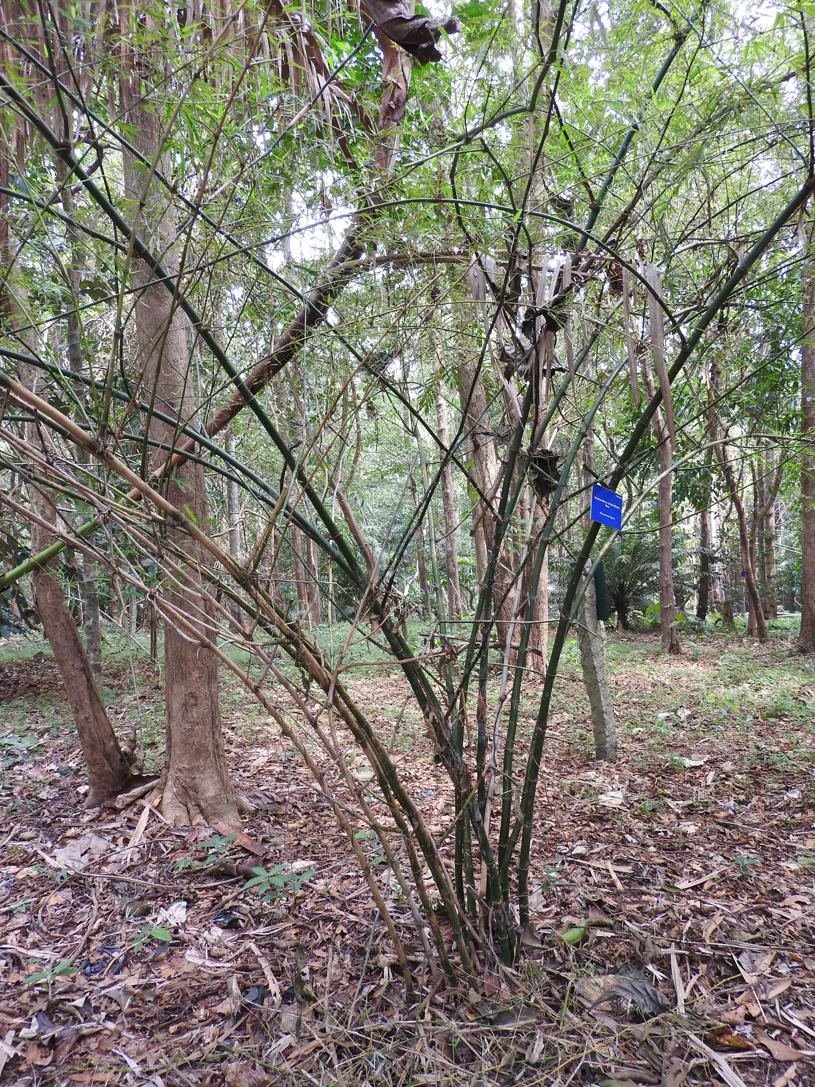 Image of male bamboo