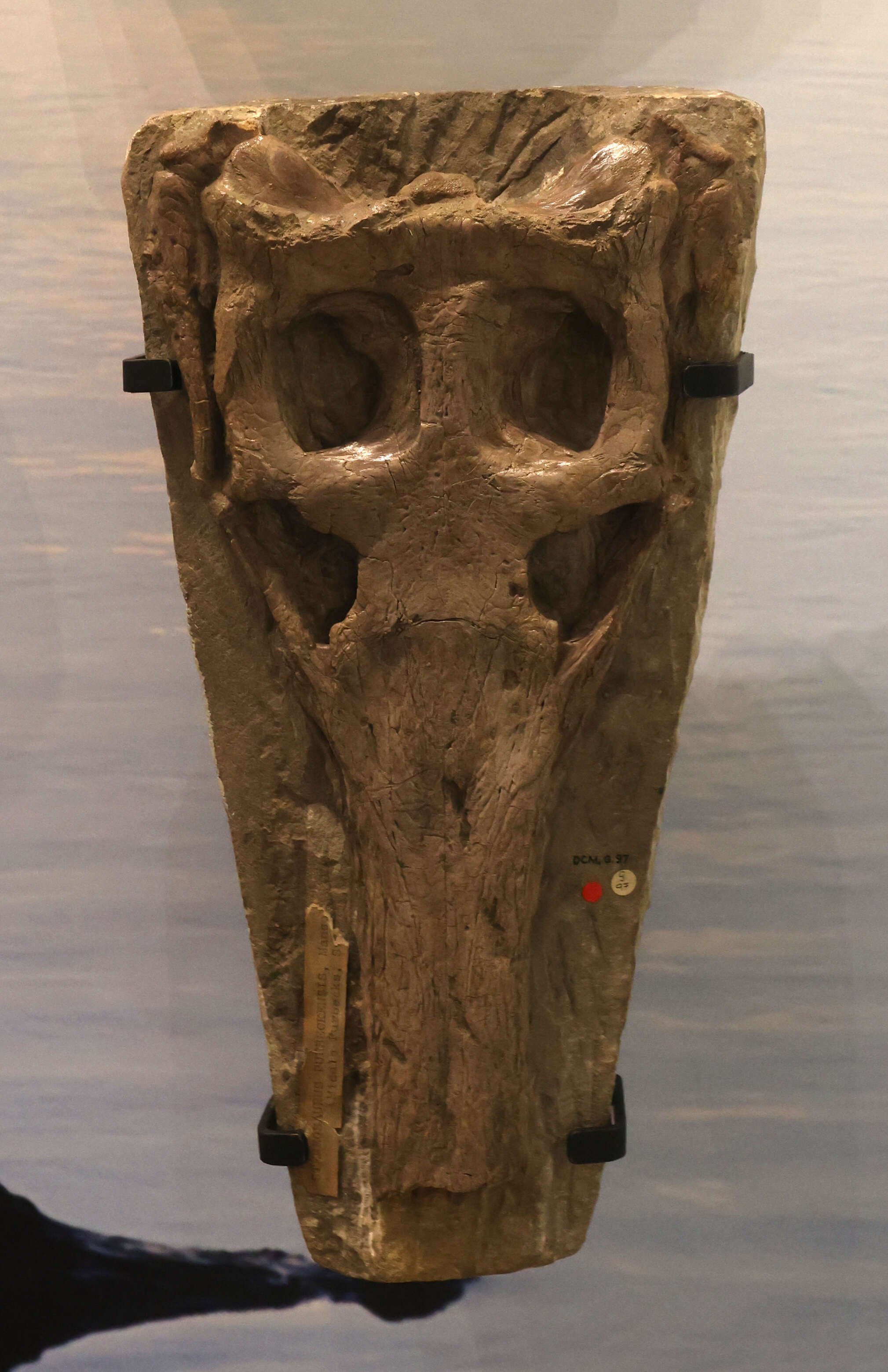 Image of Pholidosaurus
