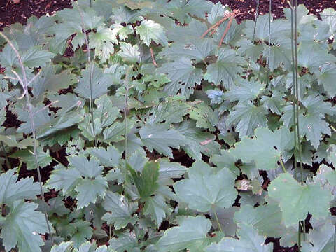 Image of Actaea japonica C. P. Thunberg ex A. Murray