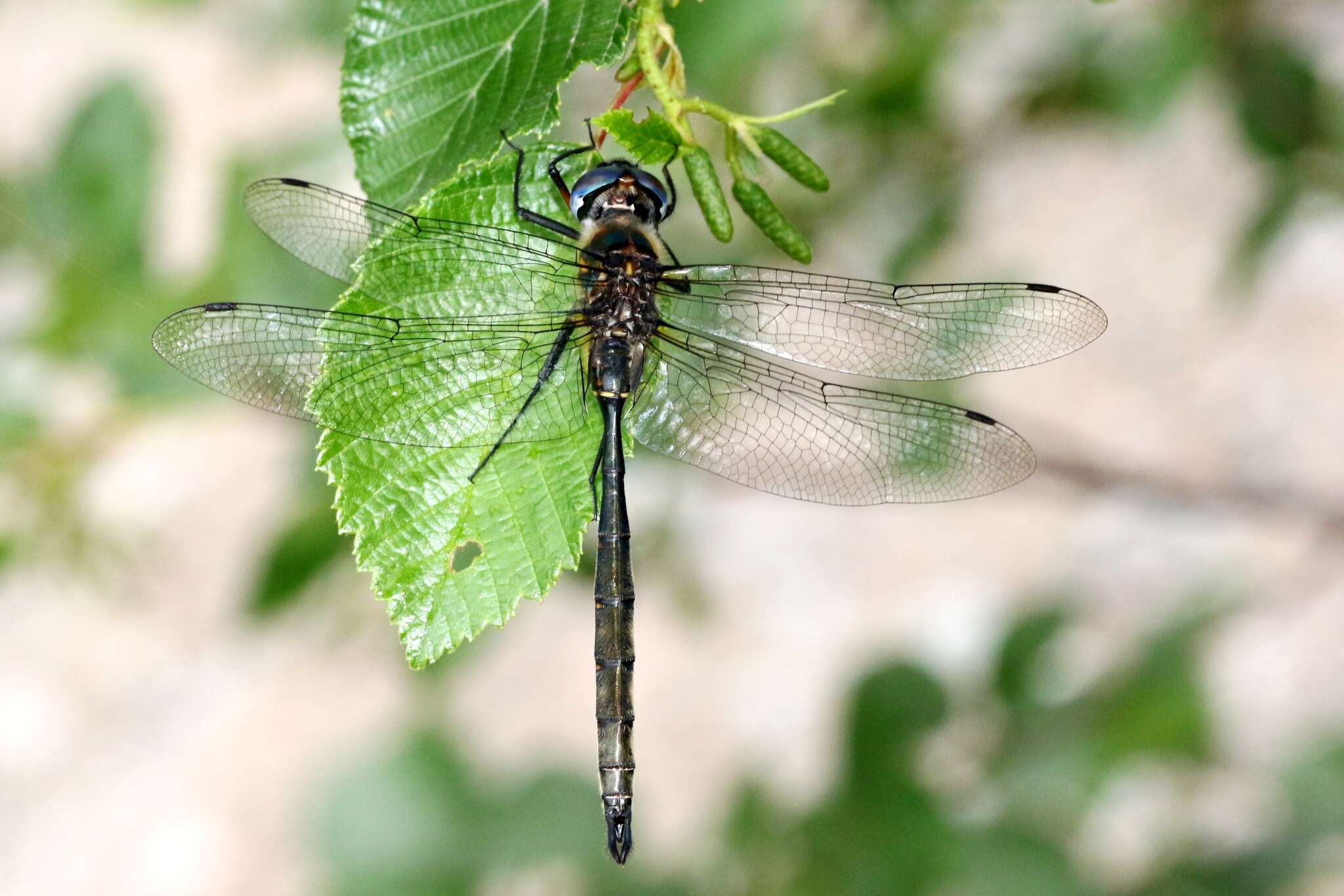 Image of Williamson's Emerald