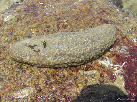 Image of Holothuria (Halodeima) grisea Selenka 1867