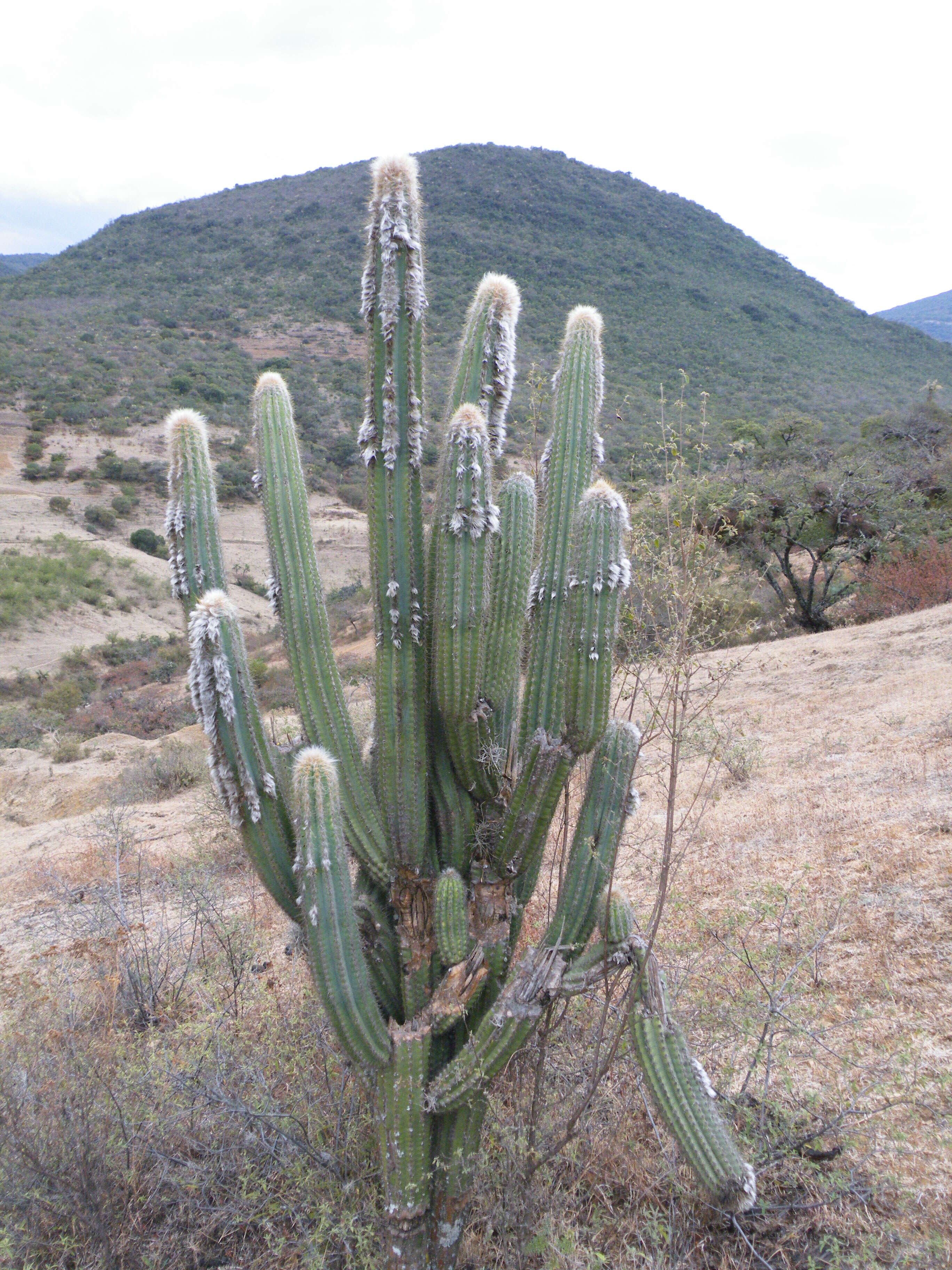 Imagem de Pilosocereus chrysacanthus (F. A. C. Weber) Byles & G. D. Rowley