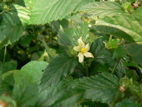 Image of threelobe false mallow