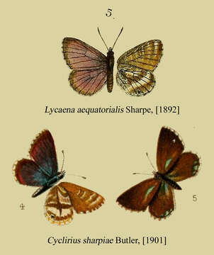 Harpendyreus aequatorialis (E. Sharpe (1892))的圖片