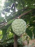 Imagem de Annona squamosa L.