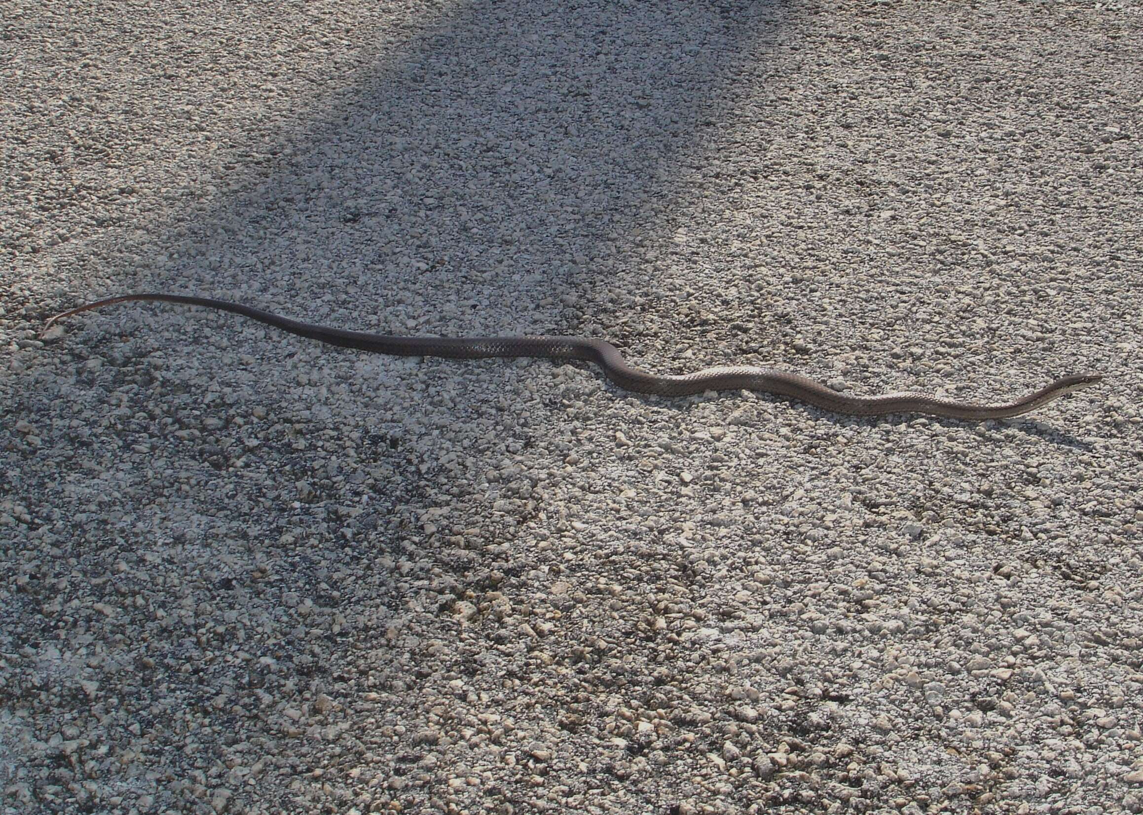 Image of Bahamian Racer