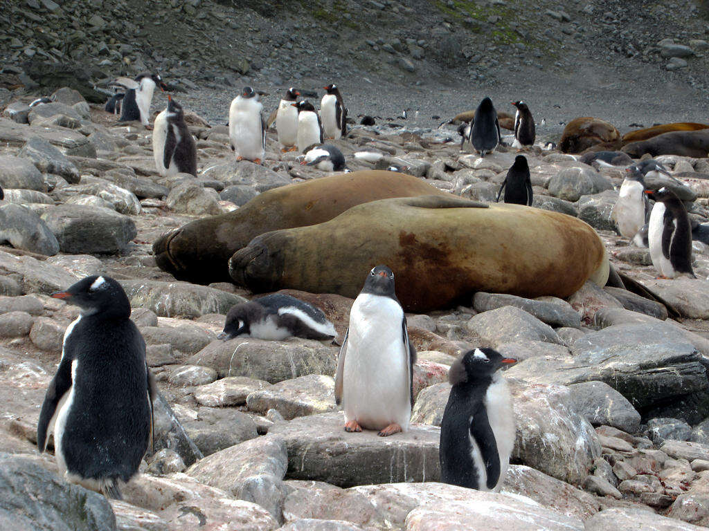 Image of South Atlantic Elephant-seal