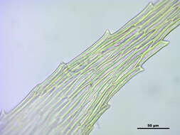 صورة Brachythecium salebrosum W. P. Schimper ex B. S. G. 1853