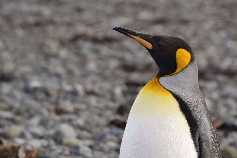 Image of King Penguin