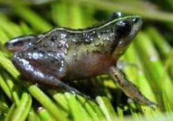 Image of Cape Flats Frog