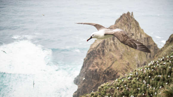 Image of Indian Yellow-nosed Albatross