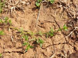 Image of yellow wall bedstraw