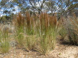 Image of Austrostipa nodosa (S. T. Blake) S. W. L. Jacobs & J. Everett