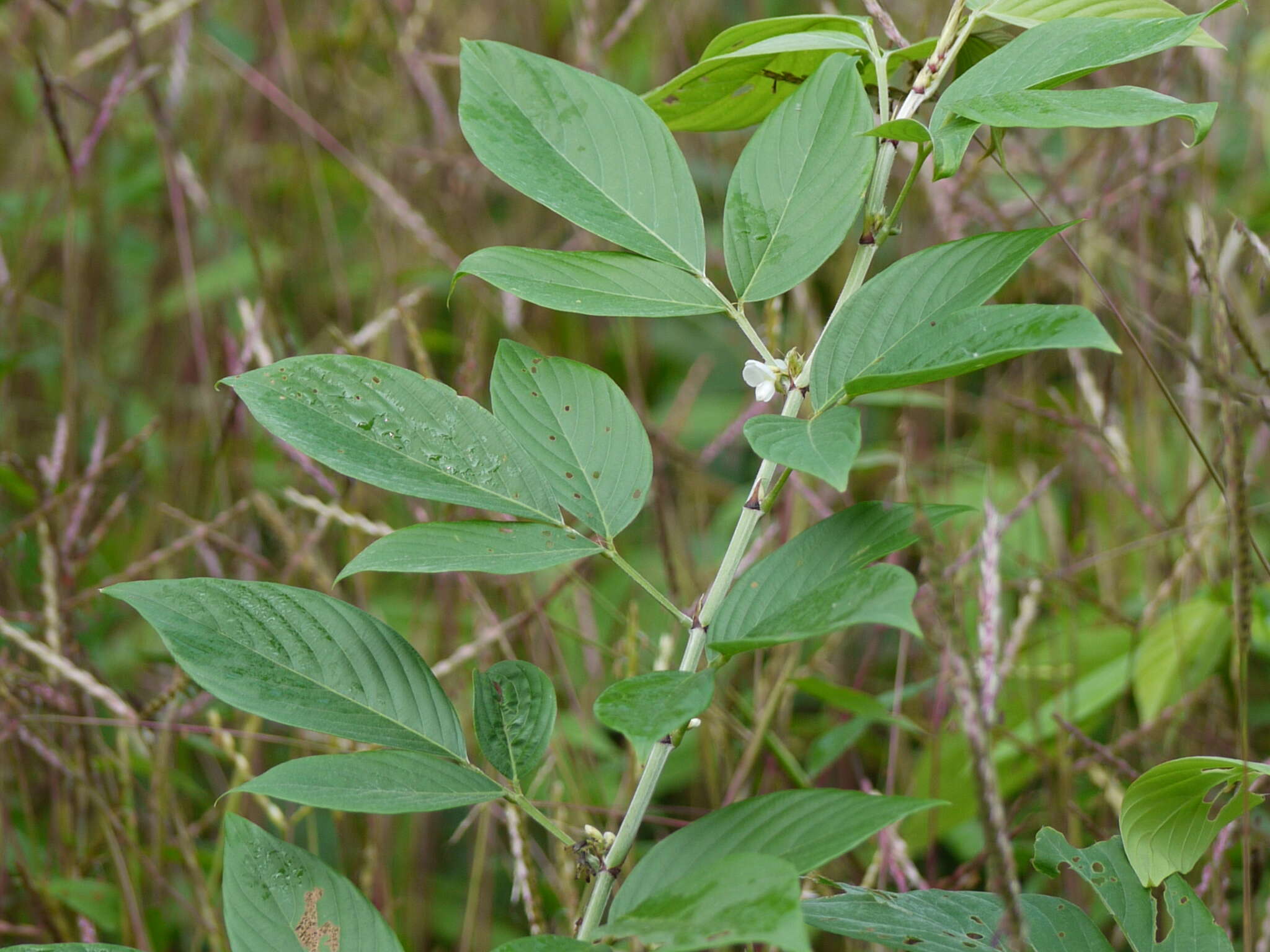 Image of Dendrolobium triangulare (Retz.) Schindl.