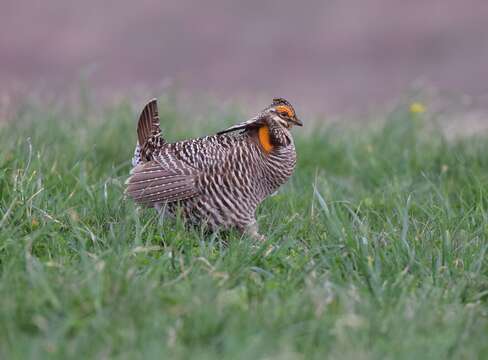 Image of Greater Prairie Chicken