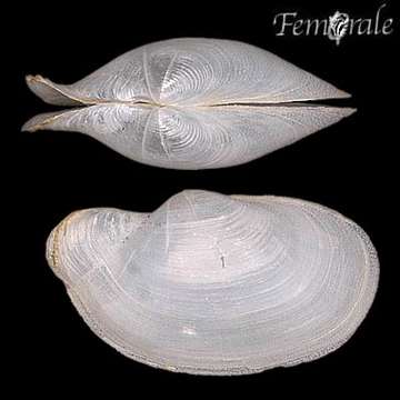 Image of Laternula