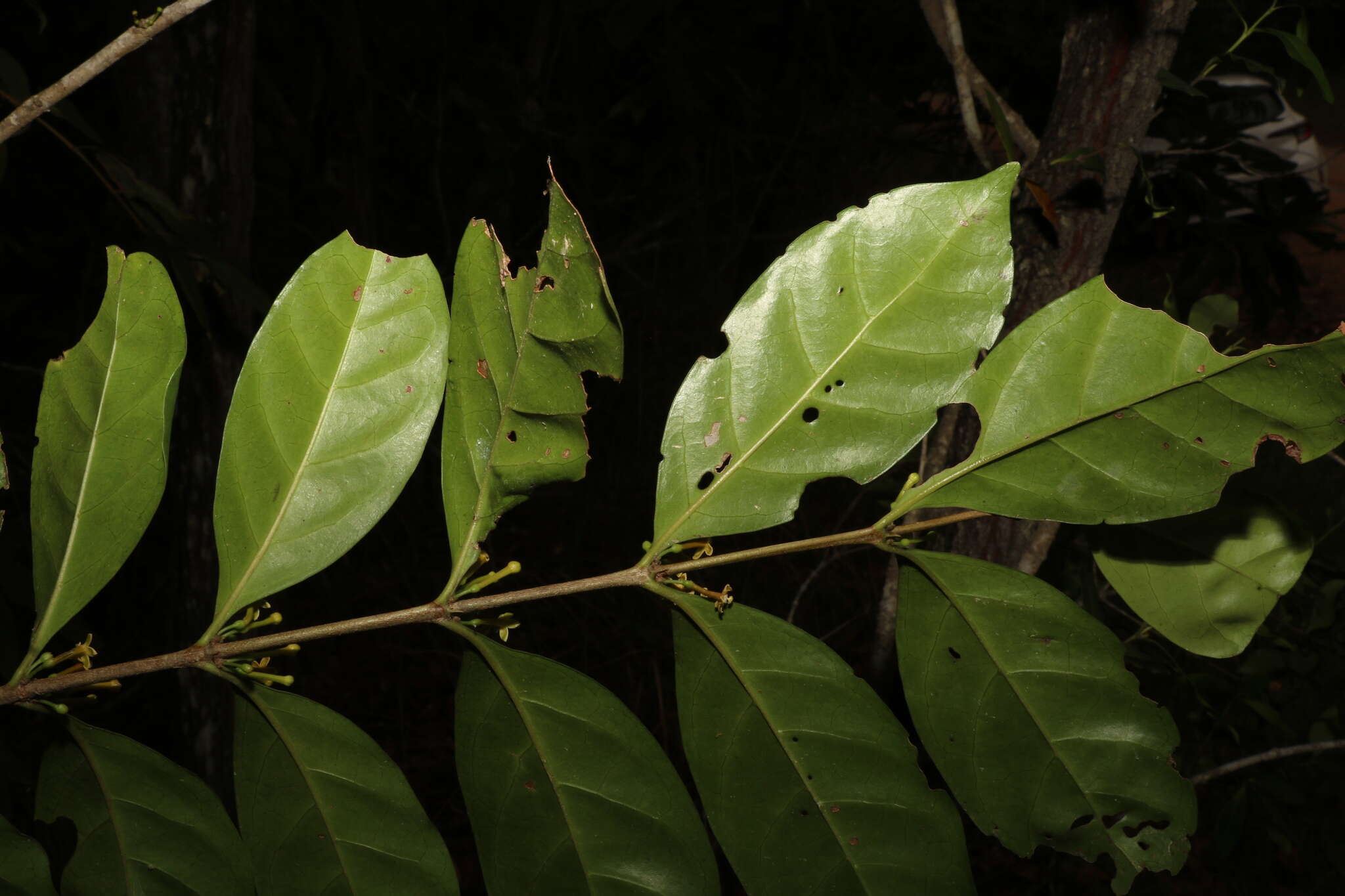 Image of Cyclophyllum multiflorum S. T. Reynolds & R. J. F. Hend.